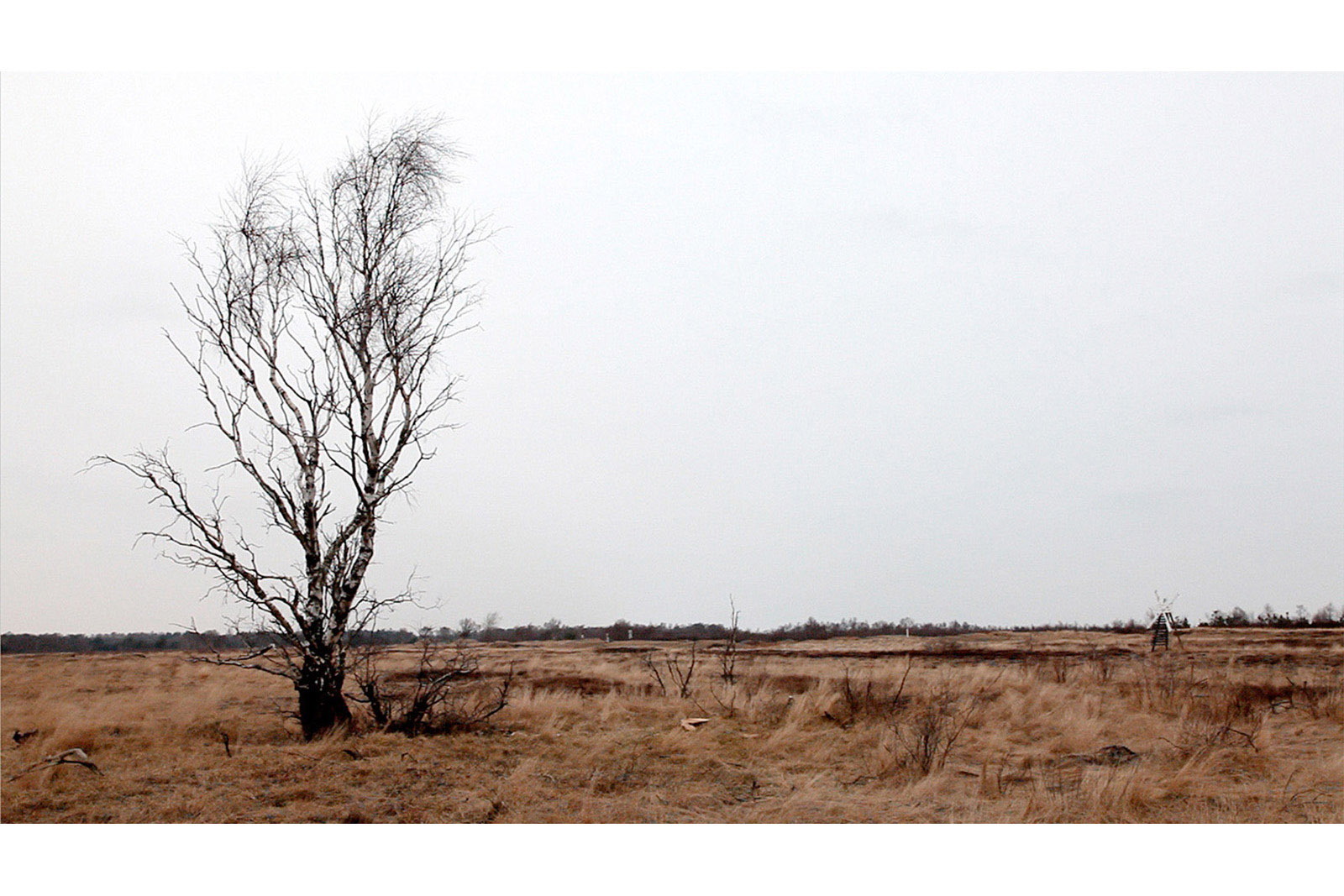 The Forest