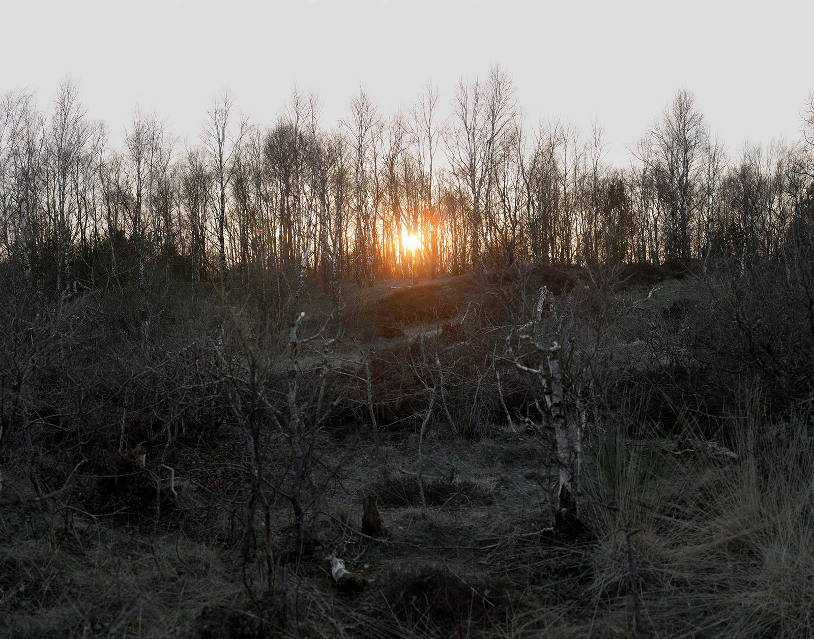 The Forest