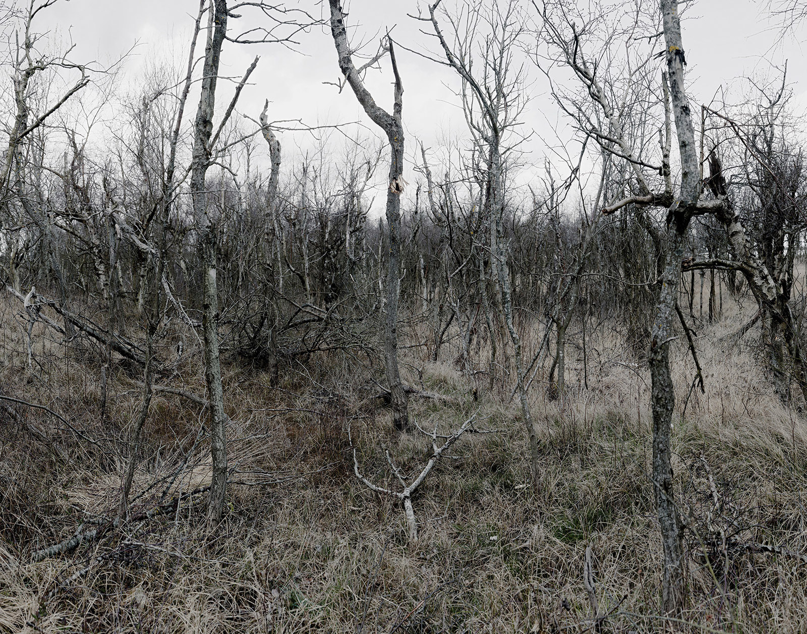 The Forest