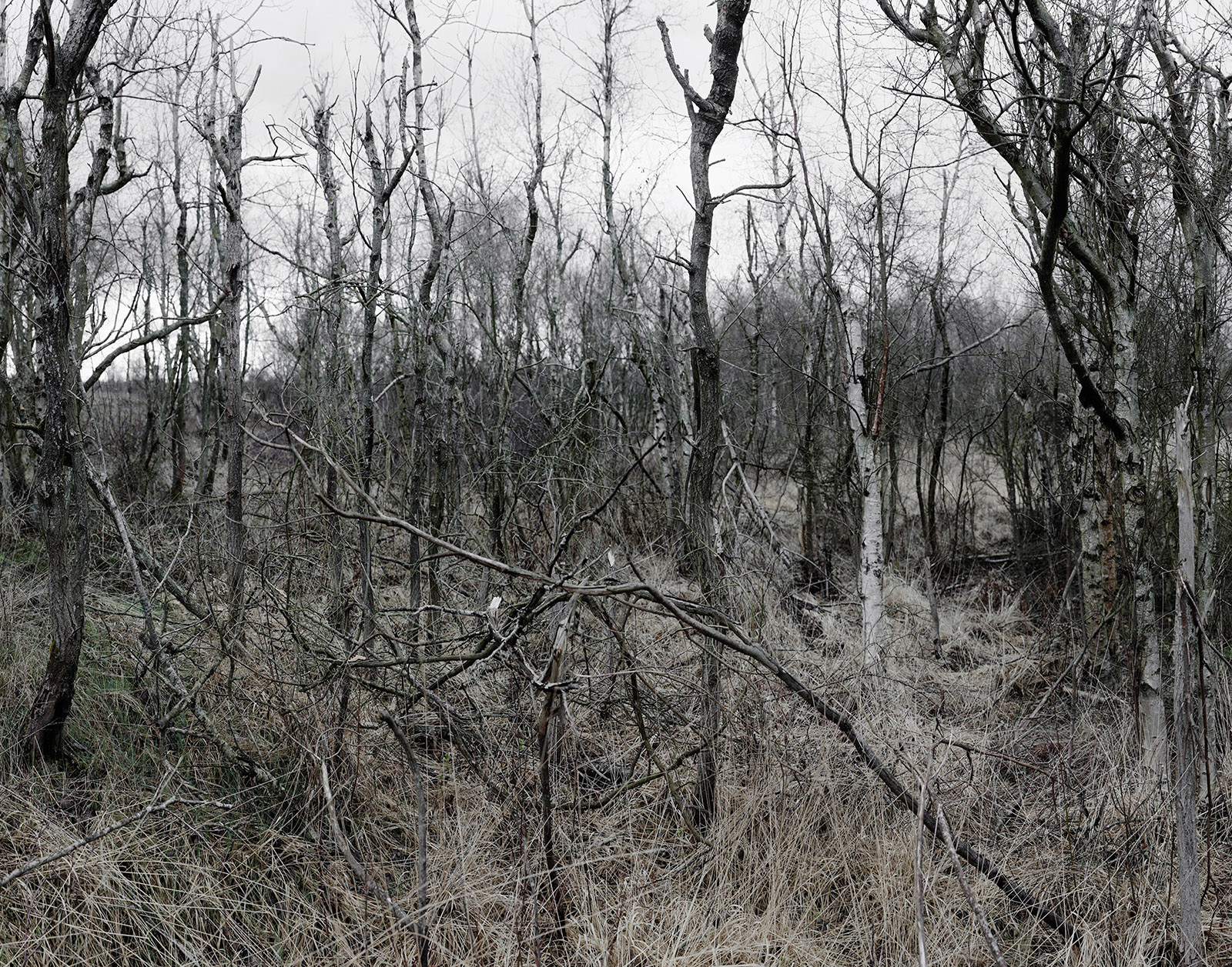 The Forest