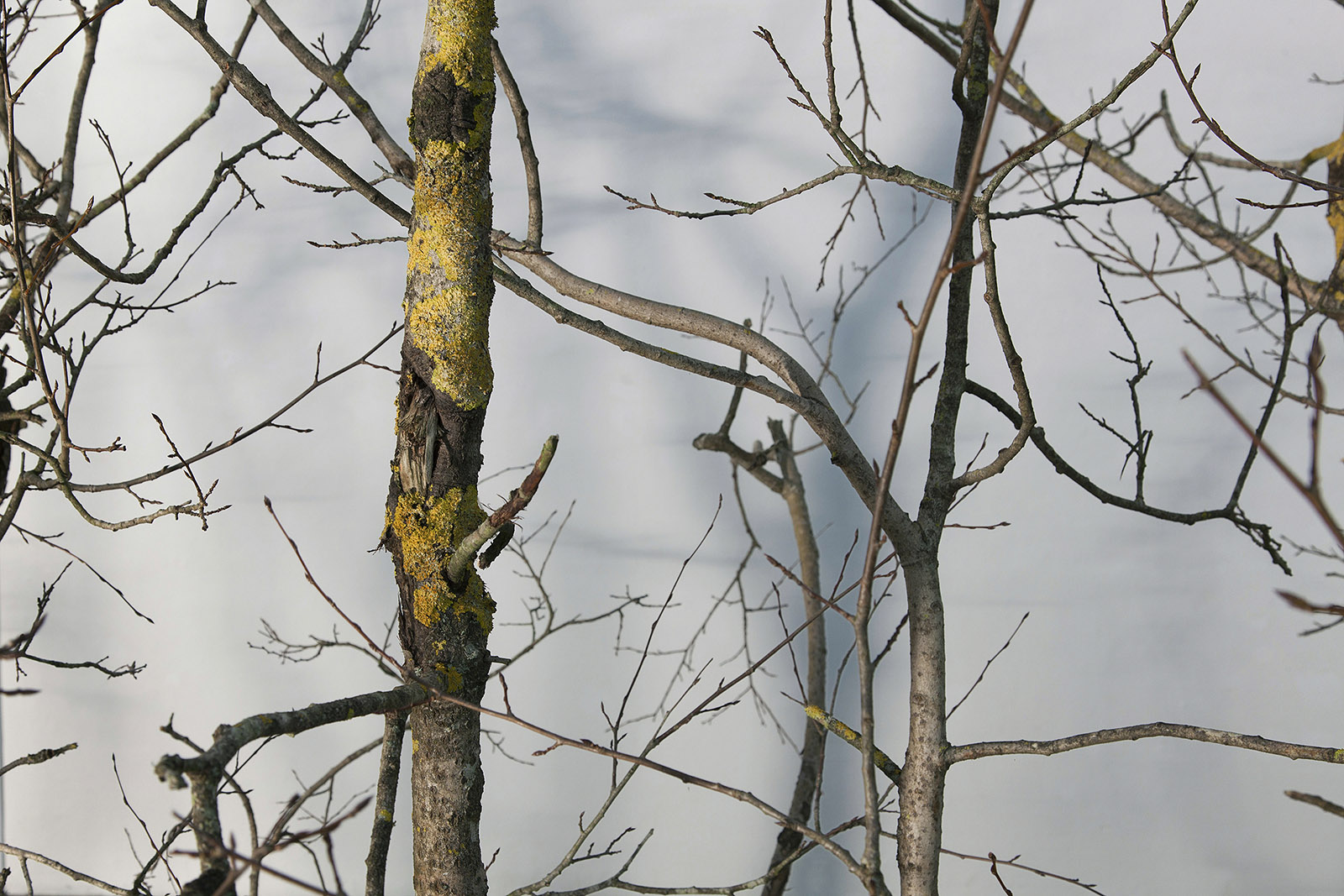 Caption for Image 1