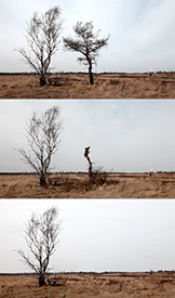 Deformation of No Man's Land